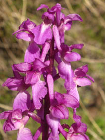 Orchis mascula